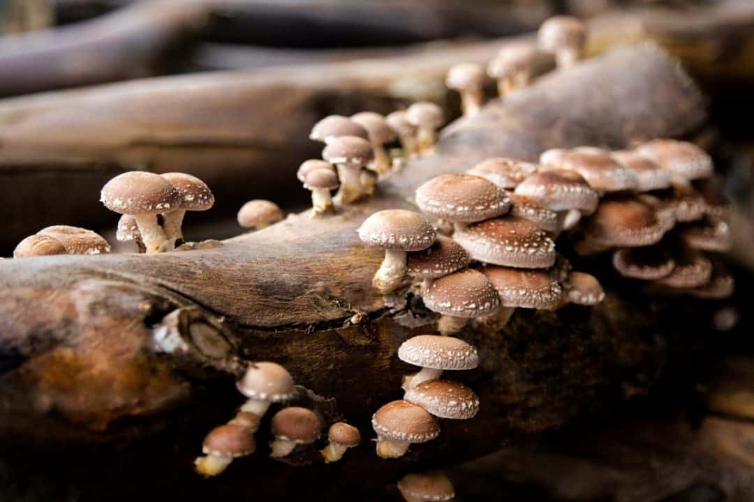 Shiitake 30 %, Lentinus edodes - Afbeelding 3